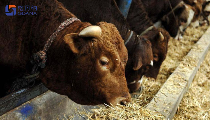飼料存在重金屬動物健康，智能石墨消解儀為您擺脫束縛